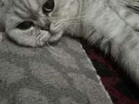 Dişi güzel scottish fold kızım