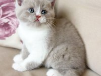 Nadir Bulunan Harika Lilac Bicolor Yavru British Shorthair