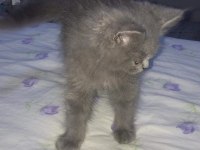 British longhair oğlumuzu acil sahiplendiriyoruz