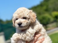 Renk renk poodle bebekler