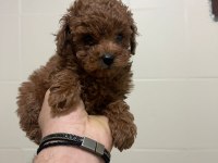 MİNİ BOY TOY POODLE YAVRULAR