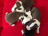 Şeker Köpekler Bunlar