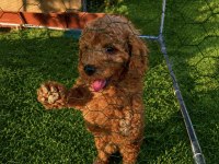 Üst kalite sağlık ırk garantili toy poodle yavrular