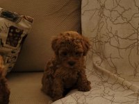 RED BROWN KORE TOY POODLE DİŞİ