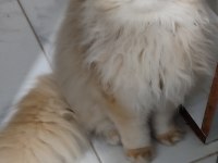 Ny12 Golden full şecereli british longhair