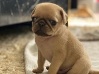 PUG PRENSESİMİN GÜZEL YAVRULARI