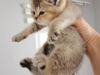 British shorthair yavrular