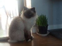 Ragdoll Kedimiz İçin Kalıcı ve Sevgi Dolu Ev