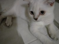 Scottish fold kızımız yeni ailesine kavuşmayı bekliyor