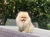 4 aylık dişi ayı surat garantili pomeranian