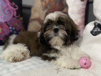Secereli shih tzu yavruları