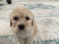Orjinal Maltese Terrier Yavrularımız