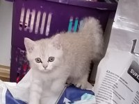 3 aylık erkek sahiplendirilecek british kedimiz