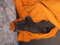 3 aylık erkek british shorthair