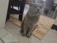Yakışıklı Erkek Kedimiz