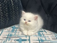 British longhair beyaz yavru