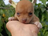 Şivava bebek köpeklerim yeni yuvasını arıyor