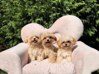 Mini Maltipoo Sevimli Bebekler