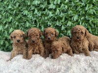 Rezerve açık toy poodle bebekler