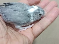 Siyah Beyaz Beşiktaş Cep Papağanı