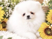 Pomeranian Boo Köpeği