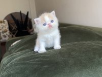 Exotic shorthair snoopy dişi bebek