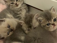 Şirinim şirin british shorthair bebekler teslime hazır