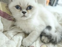 2 aylık yavru british shorthair