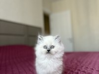 BRITISH LONGHAIR BLUE POİNT YAVRULARIM 