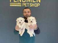 KAR BEYAZ MALTESE TERRİER YAVRULARIMIZ ANKARA