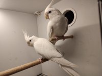 Çift albino sultan papağanı