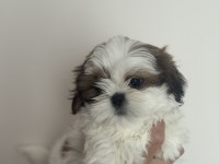 Şampiyon Anneden Harika Yavru Köpekler