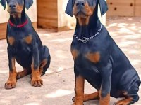 3.5 aylık A şecereli kaliteli doberman yavrular