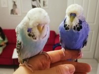 Takım Show Jumbo Üst Vasıf Muhabbet Kuşu