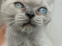 Blue point mavi gözlü bebek kedimiz