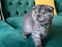 Safkan Scottish Fold Ankara