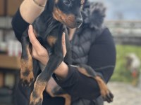 Şecereli king doberman yavrularım