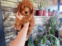 Dişi Toy Poodle