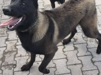 Safkan black malinois