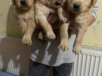 Baby face yavrular golden retriever