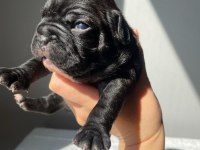 FRENCH BULLDOG