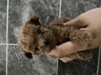 Orjinal toy poodle yavrular