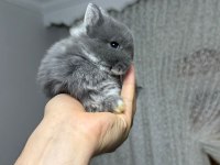 HOLANDA LOP MİNİ LOP CÜCE TAVŞAN YAVRULAR GÖNDERİM VAR