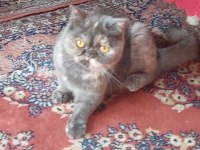British shorthair dişi kısır kedimiz 1 yaşında