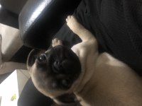 2,5 aylık Orjinal pug cinsi köpeğimiz sahibini arıyor