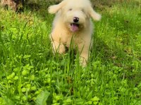 Muhteşem zeki ve güzellikte merle doodle yavrumuz