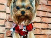 Teacup Yorkshire Terrier