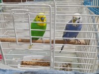 Hazır takım muhabbet kuşları