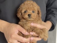 Toy Poodle Köpeği