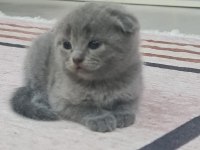 British ve scottish kedi